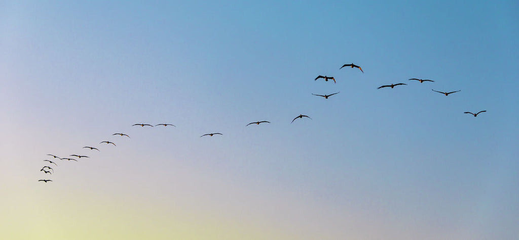 Carlsbad Birds Landscape
